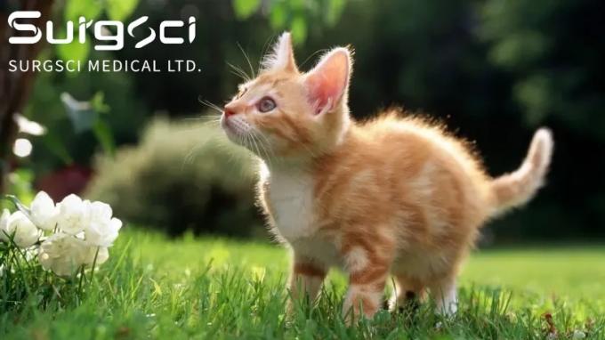 tin tức mới nhất của công ty về 7 lợi ích của việc triệt sản hoặc triệt sản mèo của bạn | phẫu thuật  0