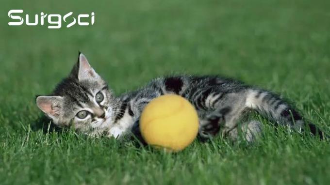 tin tức mới nhất của công ty về Phẫu thuật niệu đạo tầng sinh môn là gì | phẫu thuật  0