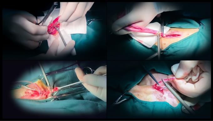 Phẫu thuật nội soi Hệ thống dao mổ siêu âm Cầm máu dùng trong thú y 6