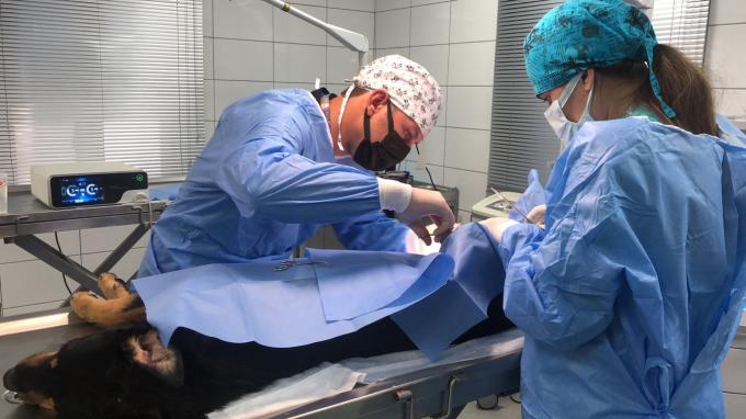 Phẫu thuật nội soi Hệ thống dao mổ siêu âm Cầm máu dùng trong thú y 7