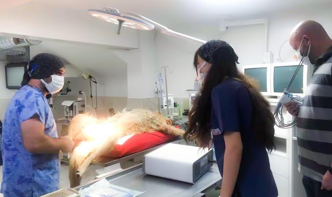 Phẫu thuật nội soi Hệ thống dao mổ siêu âm Cầm máu dùng trong thú y 8