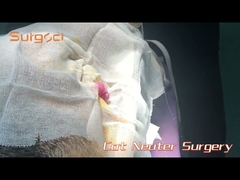 Surgical Procedure of Cat Neutering Using Ultrasonic Scalpel